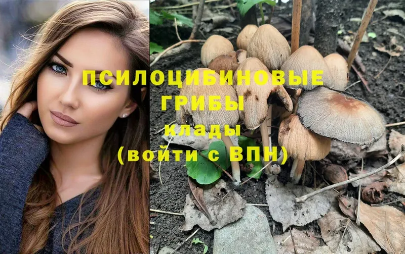 Галлюциногенные грибы Psilocybe  Великие Луки 